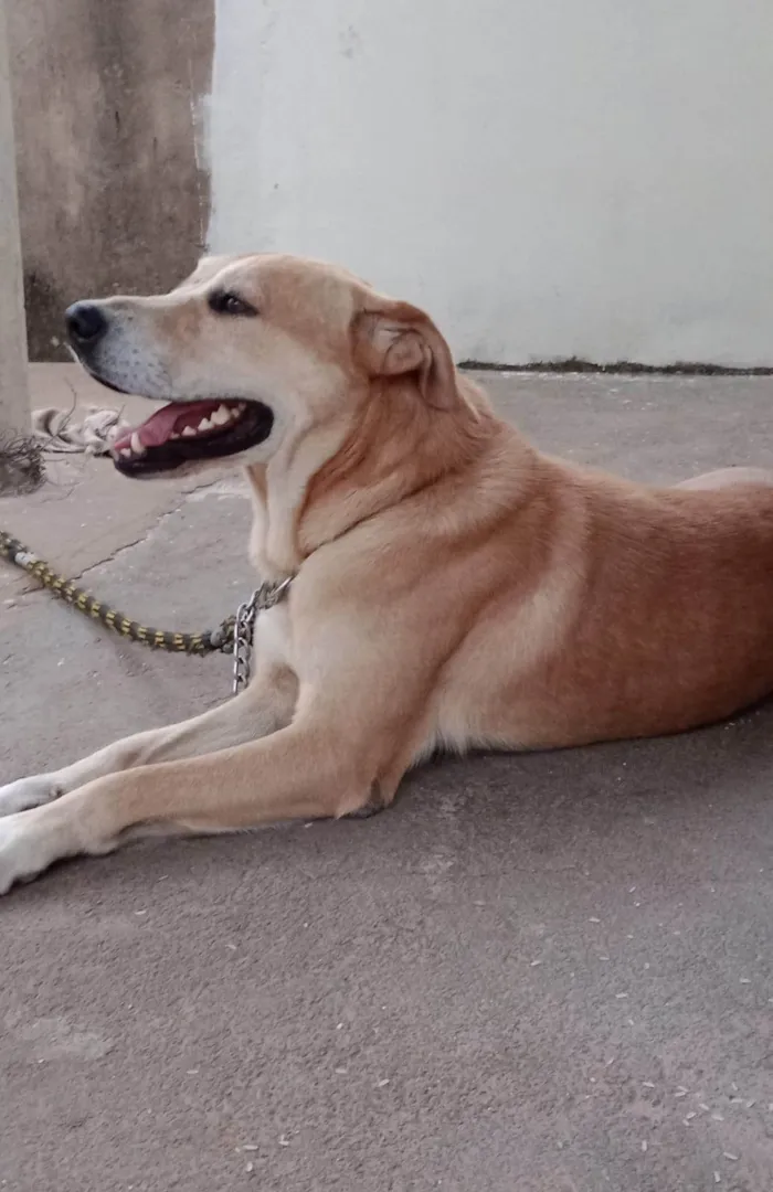 Cachorro ra a Labrador idade 6 ou mais anos nome Thor