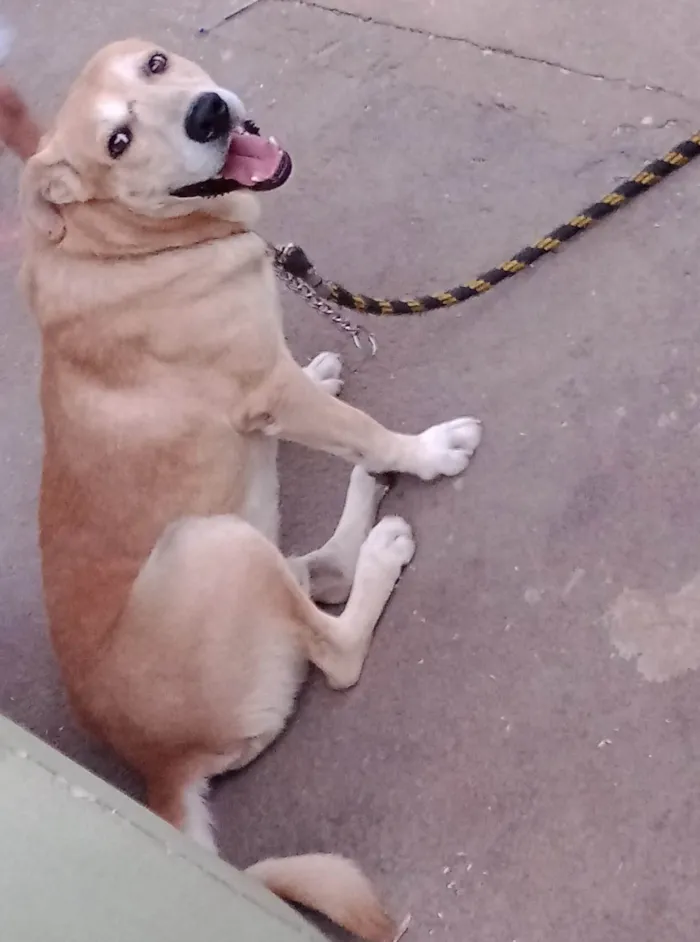 Cachorro ra a Labrador idade 6 ou mais anos nome Thor