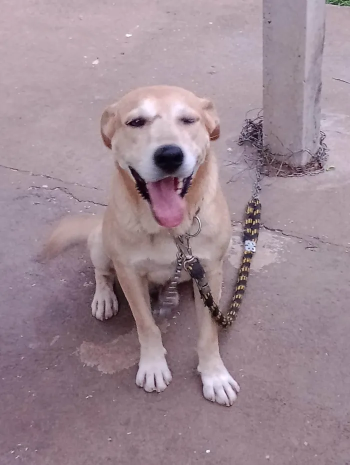Cachorro ra a Labrador idade 6 ou mais anos nome Thor