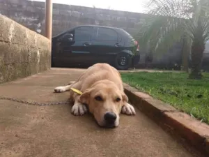 Cachorro raça Labrador idade 6 ou mais anos nome Thor