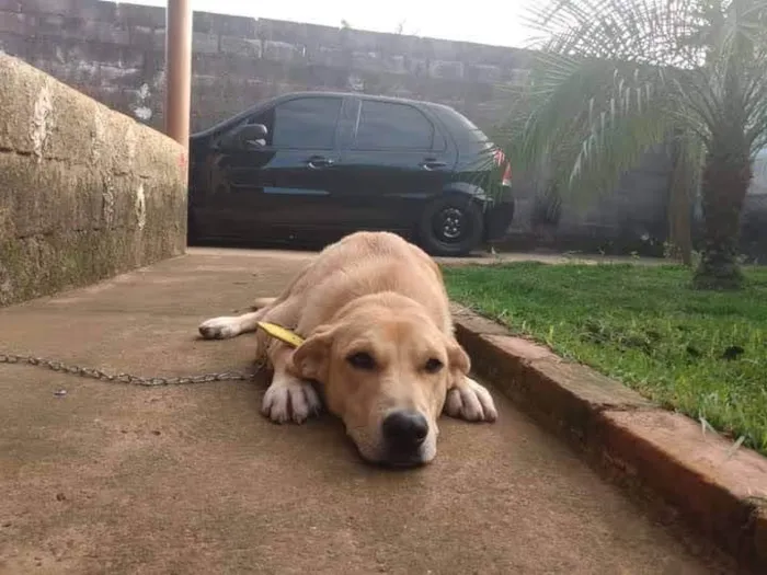 Cachorro ra a Labrador idade 6 ou mais anos nome Thor
