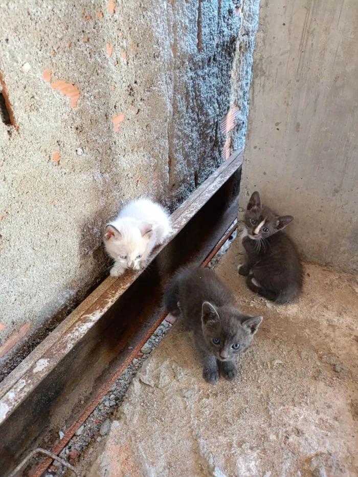 Gato ra a Siamês idade Abaixo de 2 meses nome Zezinho