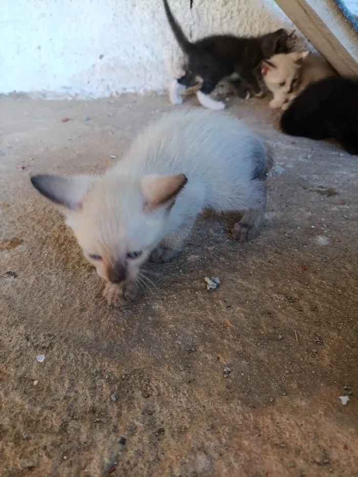 Gato ra a Siamês idade Abaixo de 2 meses nome Zezinho