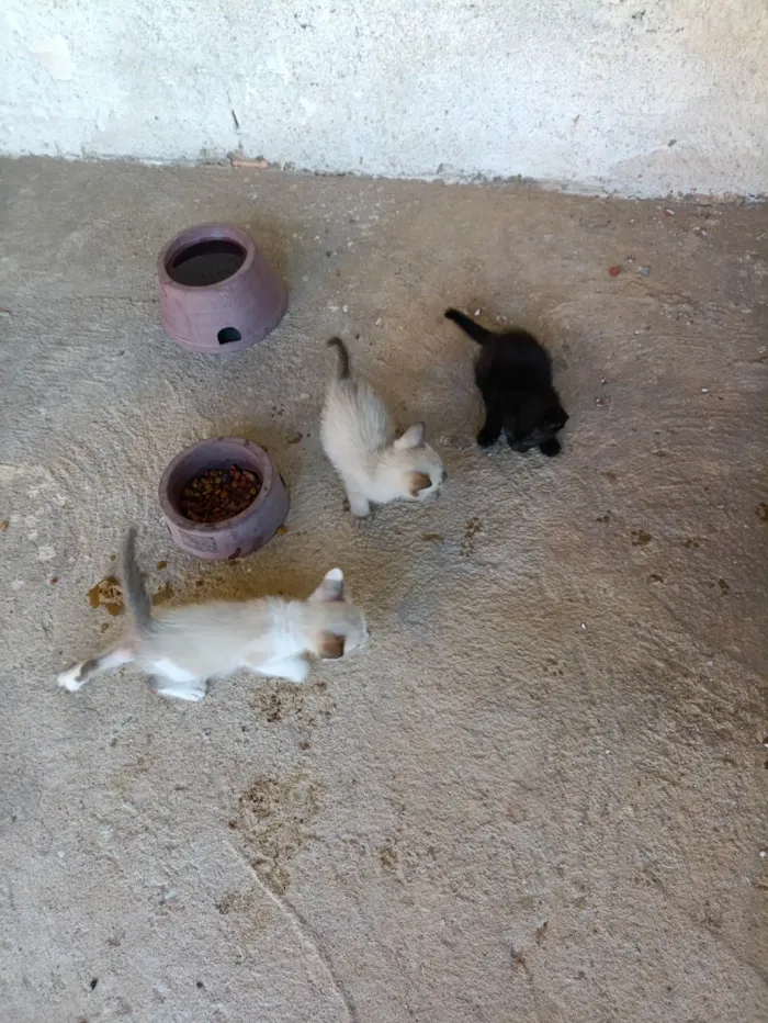 Gato ra a Siamês idade Abaixo de 2 meses nome Zezinho