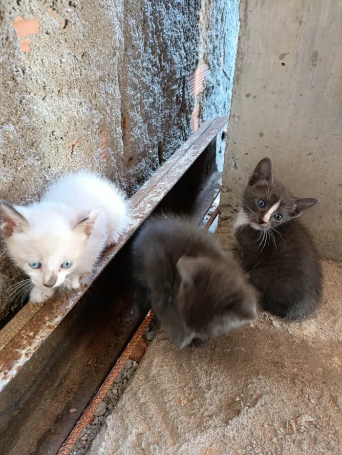 Gato ra a Siamês idade Abaixo de 2 meses nome Zezinho