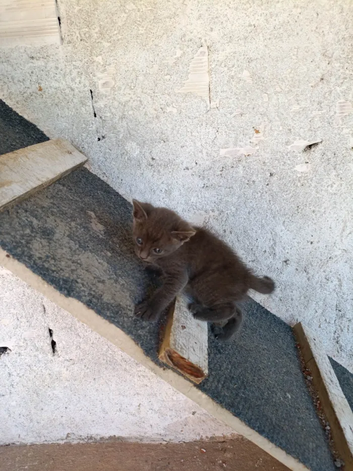 Gato ra a Siamês idade Abaixo de 2 meses nome Zezinho