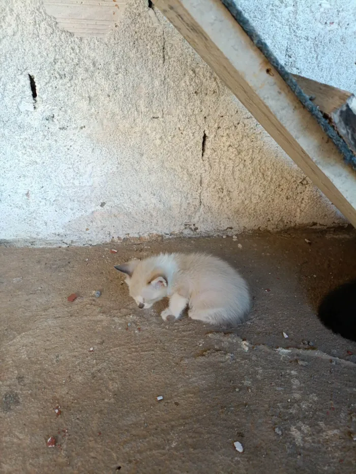 Gato ra a Siamês idade Abaixo de 2 meses nome Zezinho