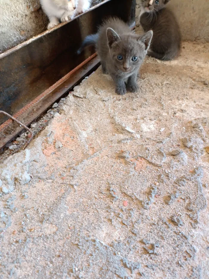 Gato ra a Siamês idade Abaixo de 2 meses nome Zezinho