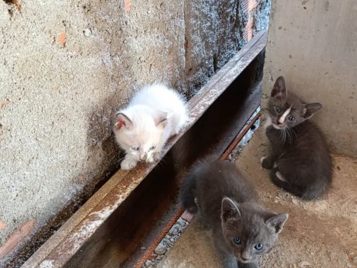 Gato ra a Siamês idade Abaixo de 2 meses nome Zezinho