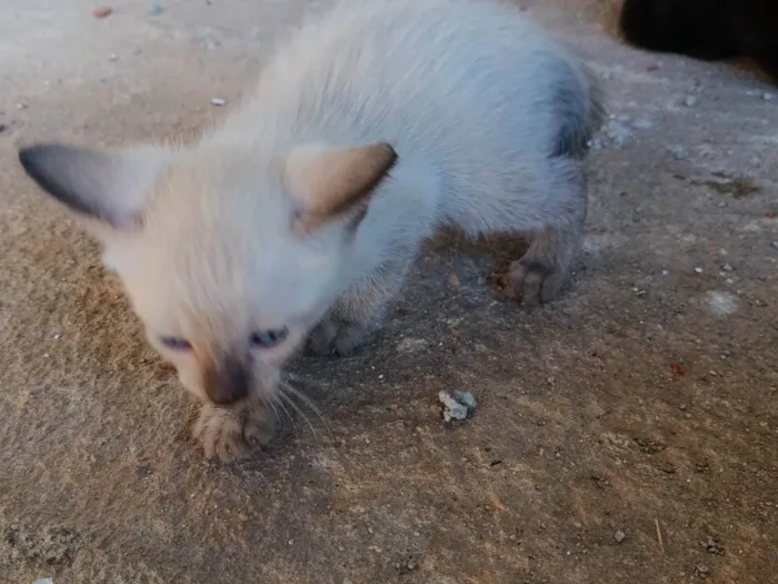 Gato ra a Siamês idade Abaixo de 2 meses nome Zezinho