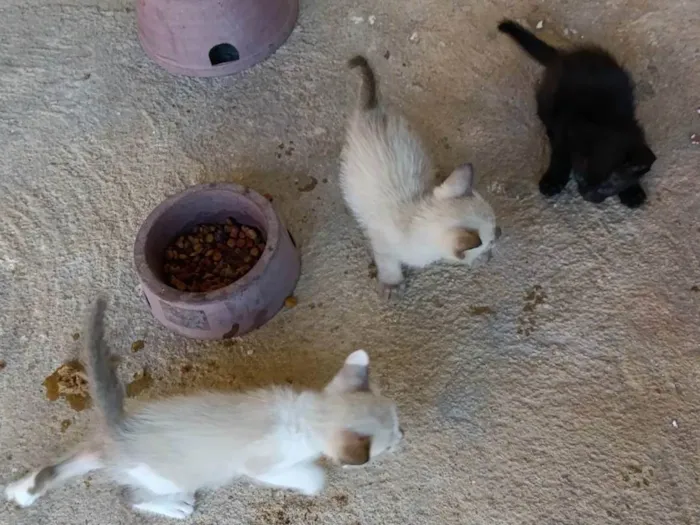 Gato ra a Siamês idade Abaixo de 2 meses nome Zezinho