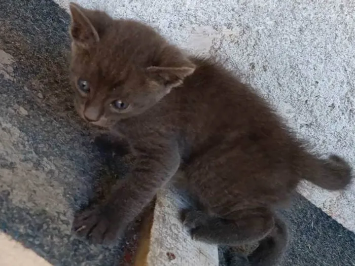Gato ra a Siamês idade Abaixo de 2 meses nome Zezinho