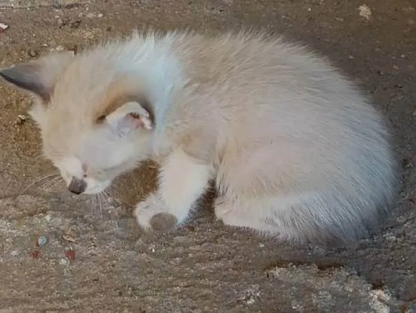 Gato ra a Siamês idade Abaixo de 2 meses nome Zezinho