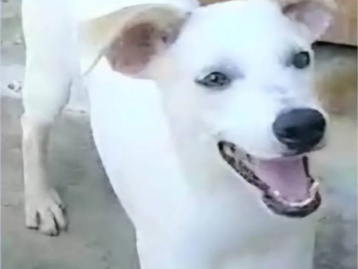 Cachorro ra a SRD-ViraLata idade 7 a 11 meses nome Jaime