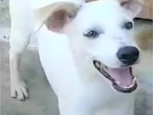 Cachorro raça SRD-ViraLata idade 7 a 11 meses nome Jaime