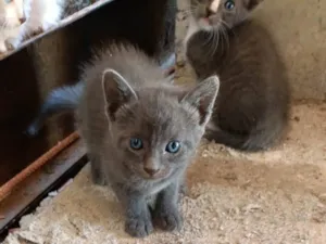 Gato raça Siamês idade Abaixo de 2 meses nome Zezinho 