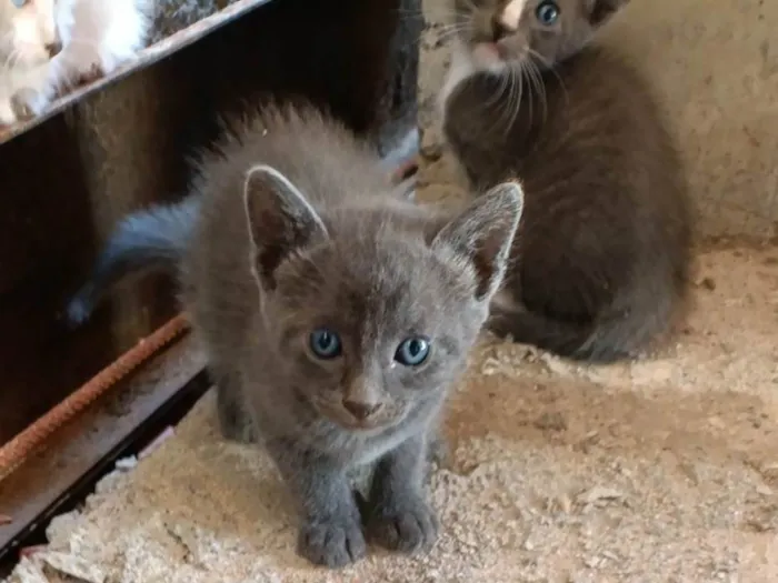 Gato ra a Siamês idade Abaixo de 2 meses nome Zezinho