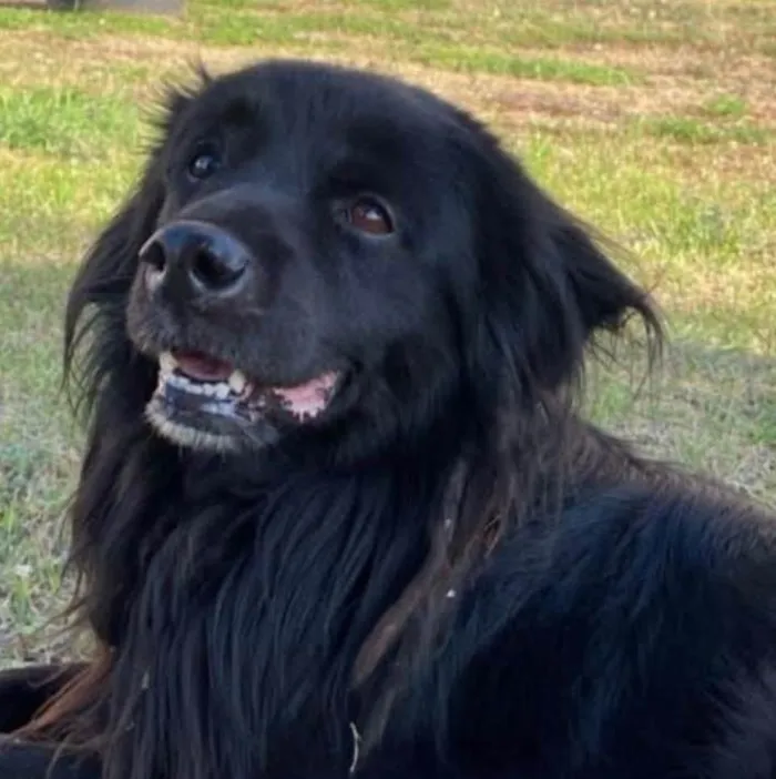 Cachorro ra a Labrador idade 7 a 11 meses nome Zeus