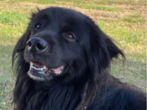 Cachorro raça Labrador idade 7 a 11 meses nome Zeus