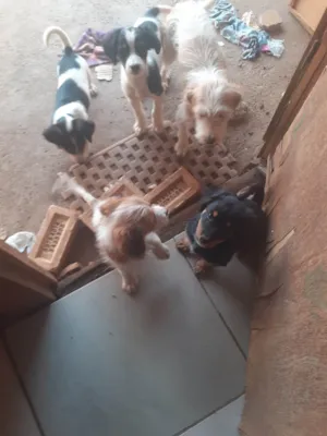 Cachorro raça SRD-ViraLata idade Abaixo de 2 meses nome Pandoro