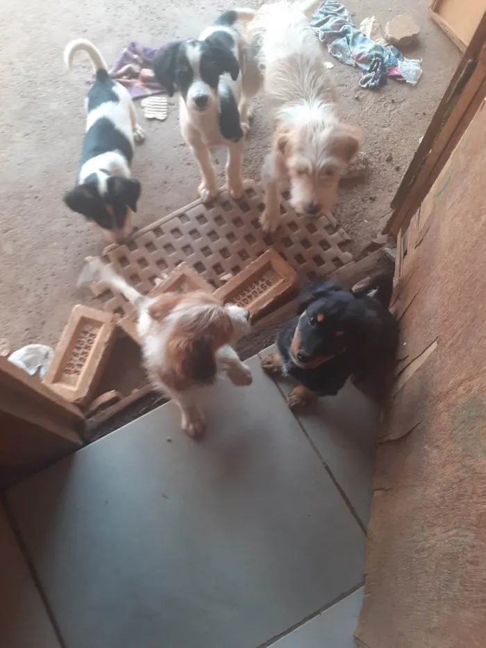 Cachorro ra a SRD-ViraLata idade Abaixo de 2 meses nome Pandoro