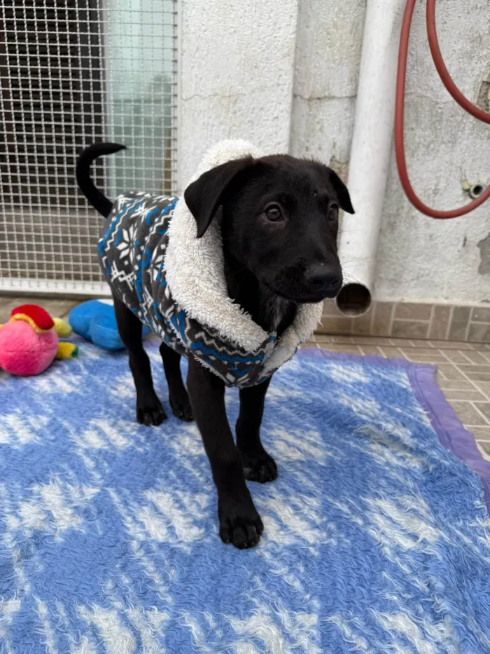 Cachorro ra a SRD-ViraLata idade 2 a 6 meses nome Zoro