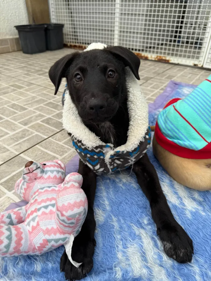 Cachorro ra a SRD-ViraLata idade 2 a 6 meses nome Zoro