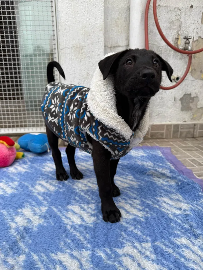 Cachorro ra a SRD-ViraLata idade 2 a 6 meses nome Zoro