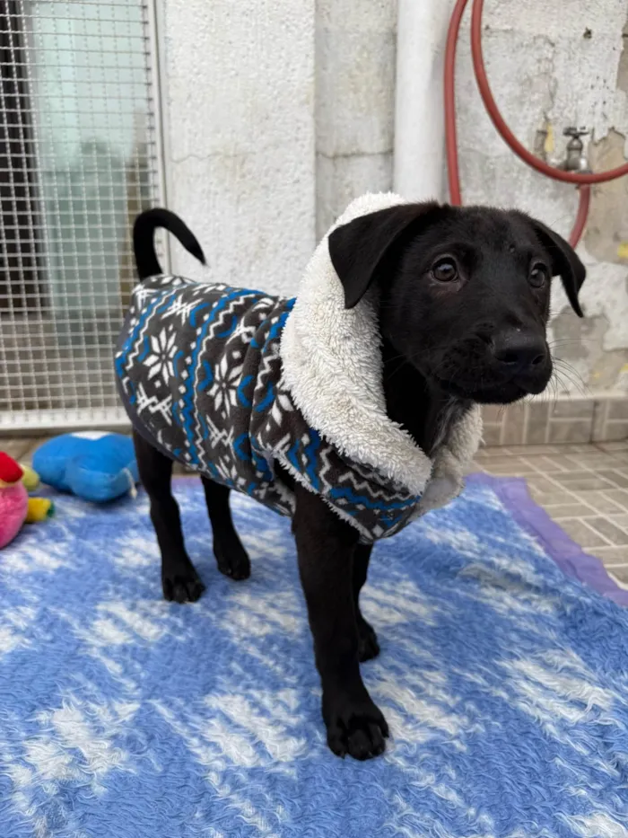 Cachorro ra a SRD-ViraLata idade 2 a 6 meses nome Zoro