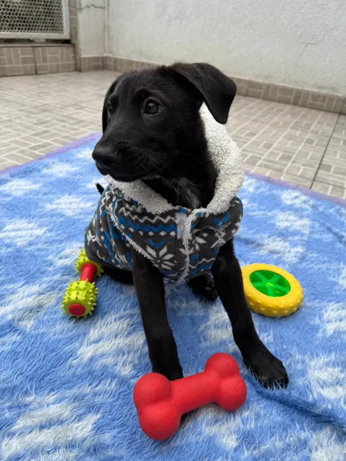 Cachorro ra a SRD-ViraLata idade 2 a 6 meses nome Zoro