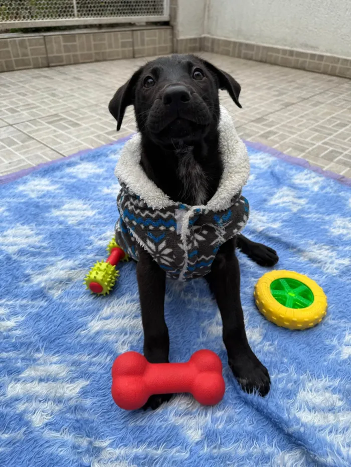 Cachorro ra a SRD-ViraLata idade 2 a 6 meses nome Zoro