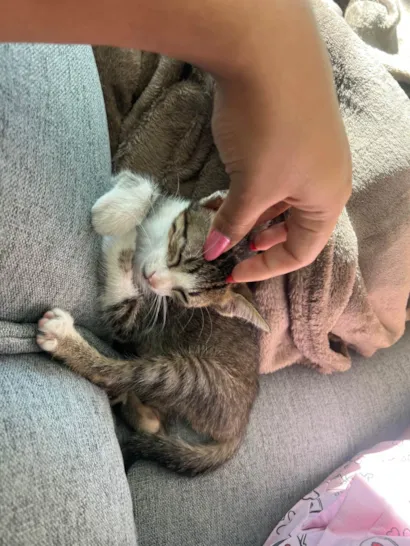 Gato raça SRD-ViraLata idade 2 a 6 meses nome Caju