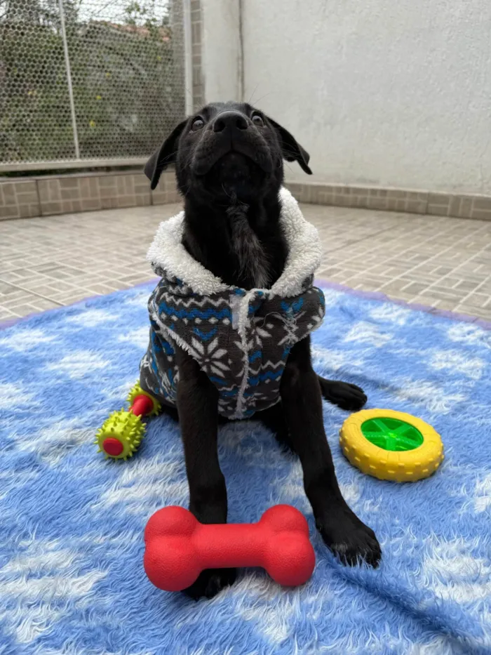 Cachorro ra a SRD-ViraLata idade 2 a 6 meses nome Zoro