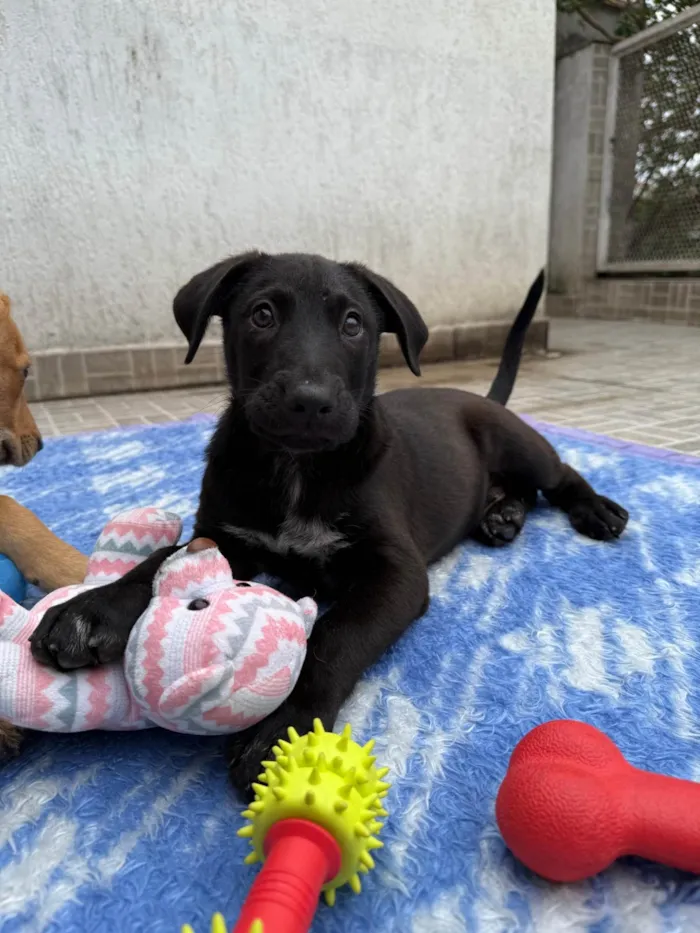 Cachorro ra a SRD-ViraLata idade 2 a 6 meses nome Zoro