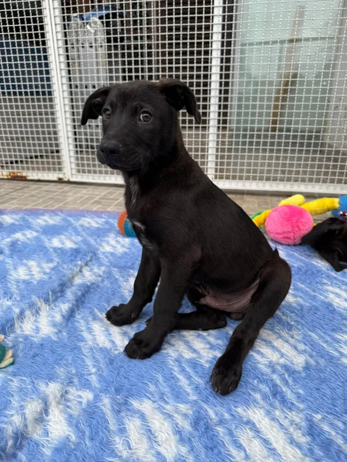 Cachorro ra a SRD-ViraLata idade 2 a 6 meses nome Zoro