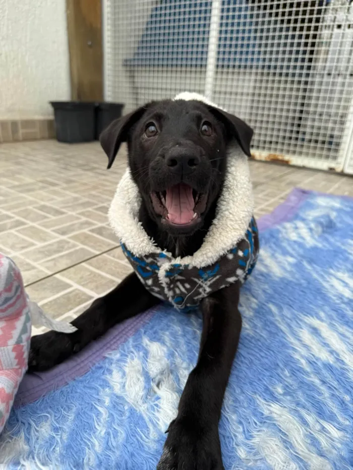 Cachorro ra a SRD-ViraLata idade 2 a 6 meses nome Zoro