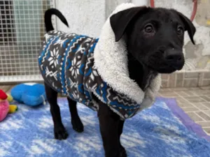 Cachorro raça SRD-ViraLata idade 2 a 6 meses nome Zoro