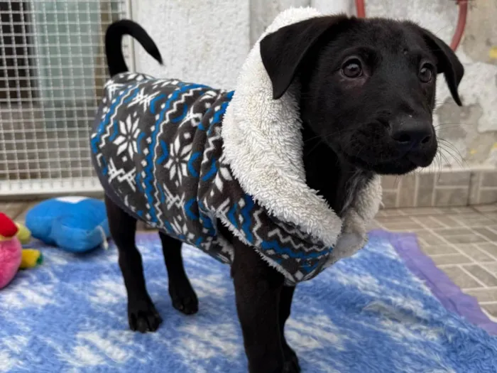 Cachorro ra a SRD-ViraLata idade 2 a 6 meses nome Zoro