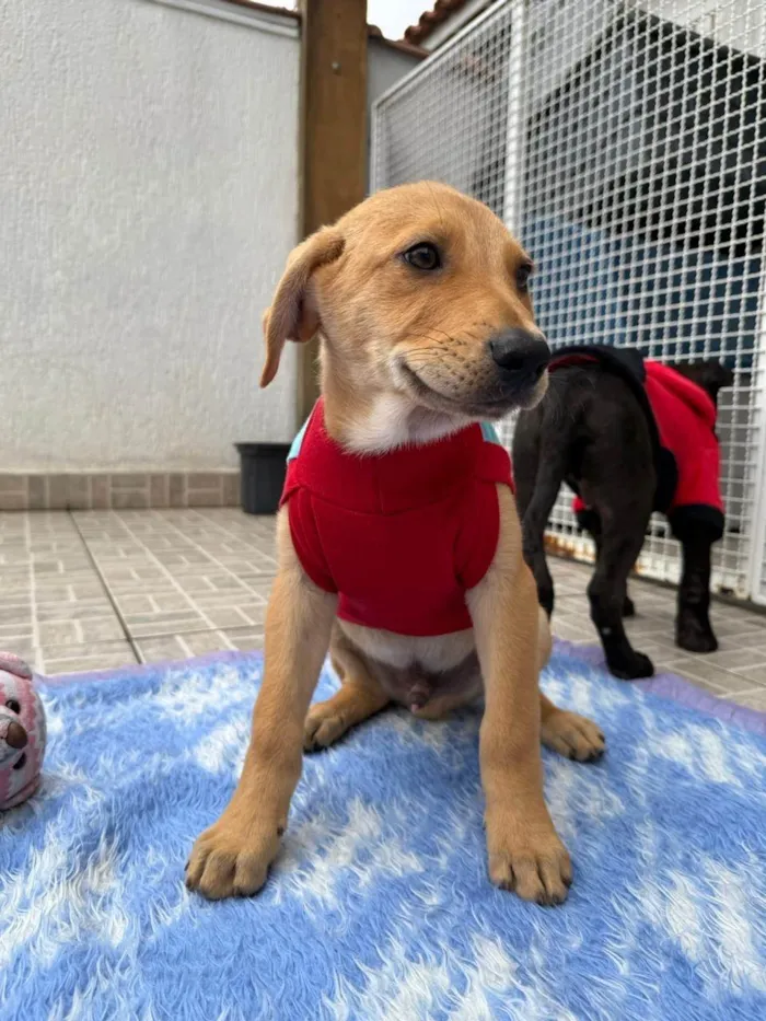 Cachorro ra a SRD-ViraLata idade 2 a 6 meses nome Sandy