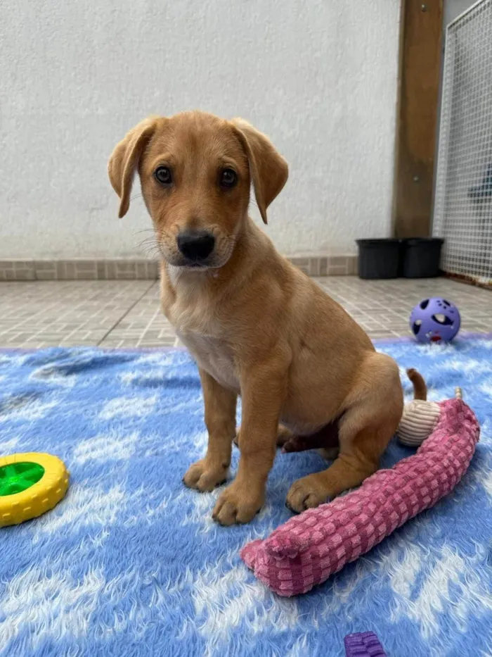 Cachorro ra a SRD-ViraLata idade 2 a 6 meses nome Sandy