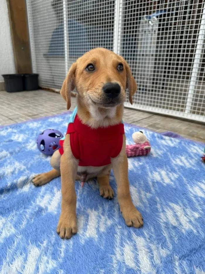 Cachorro ra a SRD-ViraLata idade 2 a 6 meses nome Sandy