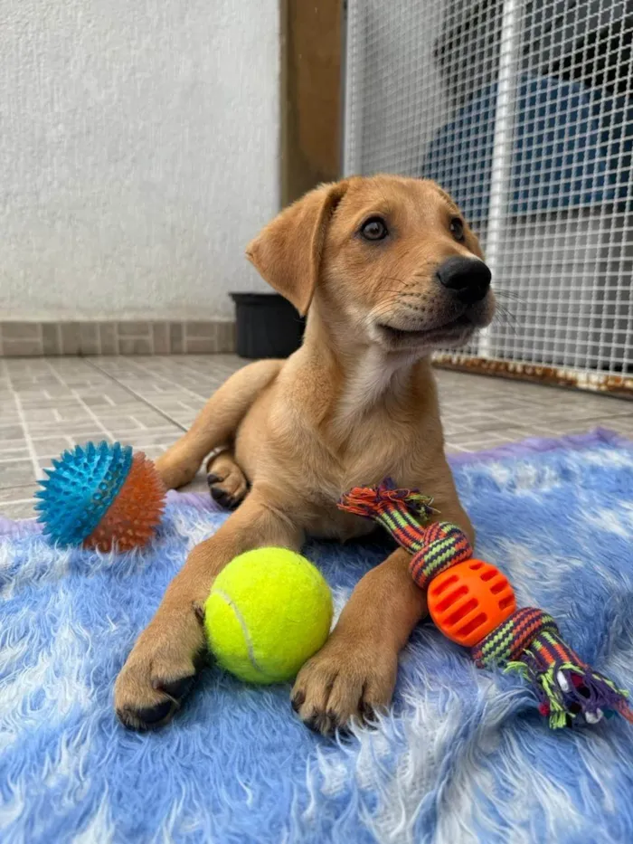 Cachorro ra a SRD-ViraLata idade 2 a 6 meses nome Sandy