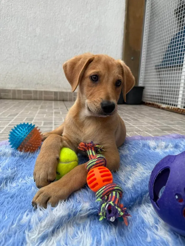 Cachorro ra a SRD-ViraLata idade 2 a 6 meses nome Sandy