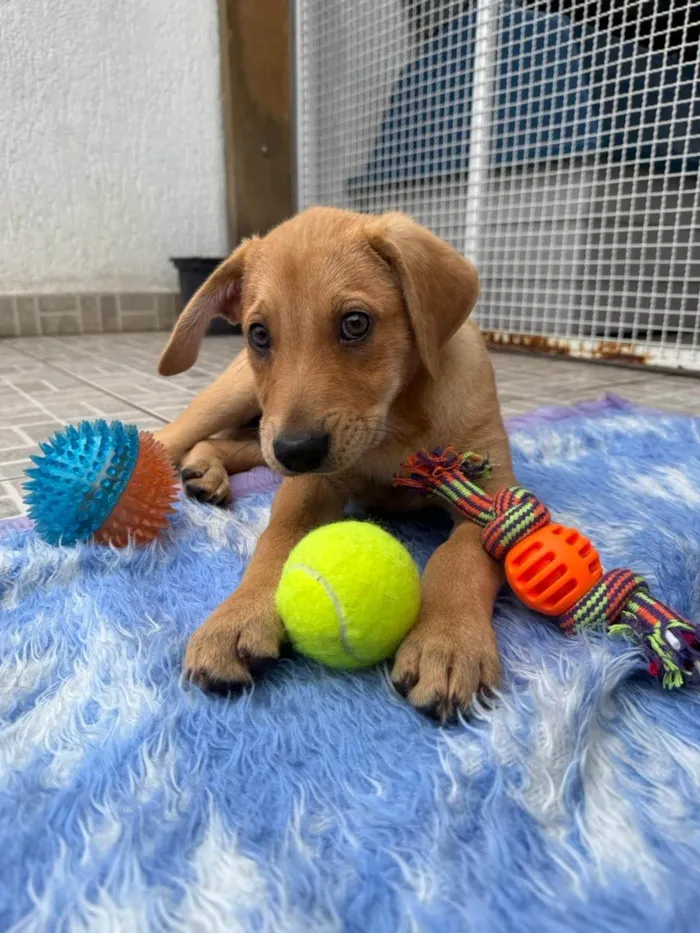Cachorro ra a SRD-ViraLata idade 2 a 6 meses nome Sandy