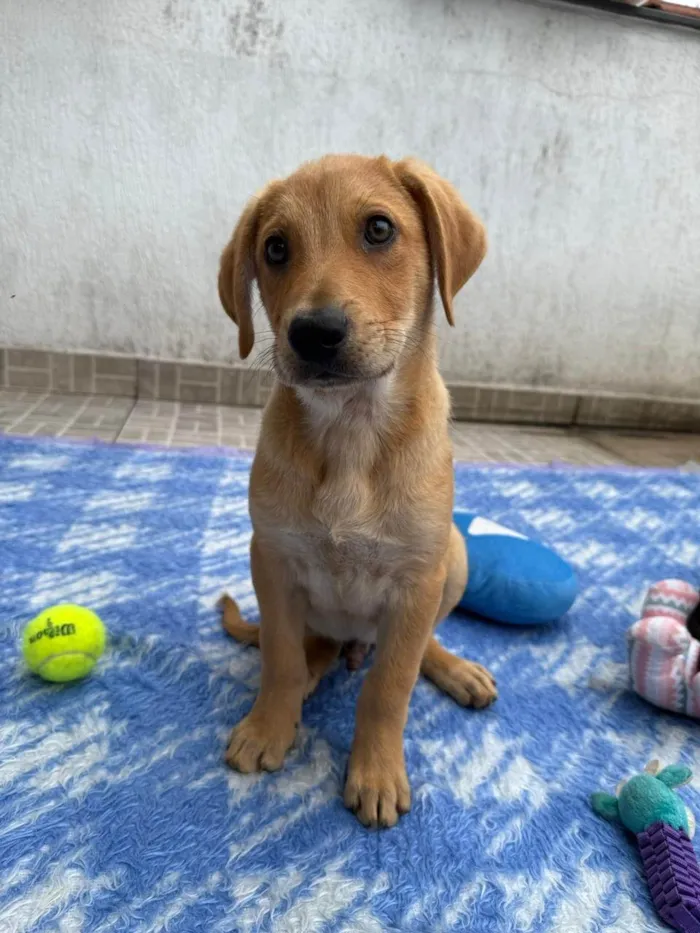 Cachorro ra a SRD-ViraLata idade 2 a 6 meses nome Sandy