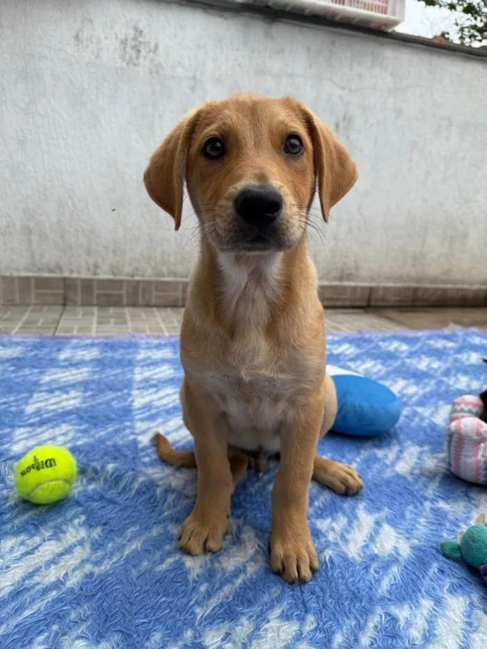 Cachorro ra a SRD-ViraLata idade 2 a 6 meses nome Sandy