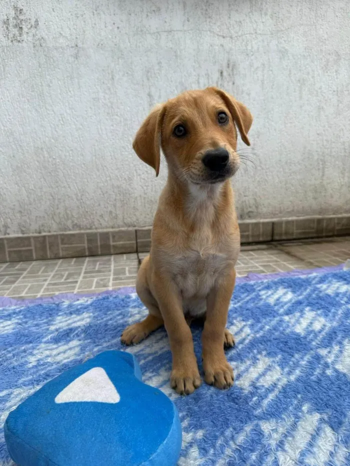 Cachorro ra a SRD-ViraLata idade 2 a 6 meses nome Sandy