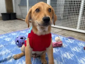 Cachorro raça SRD-ViraLata idade 2 a 6 meses nome Sandy