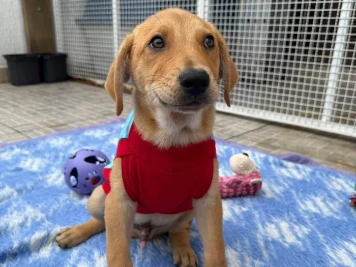 Cachorro ra a SRD-ViraLata idade 2 a 6 meses nome Sandy