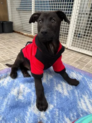 Cachorro raça SRD-ViraLata idade 2 a 6 meses nome Luffy